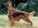 Picture for category Irish Red Setter