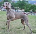 Picture for category Short-haired Weimaraner