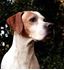 Picture of English Pointer
