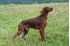 Picture of  Irish Red Setter