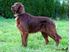 Picture of  Irish Red Setter