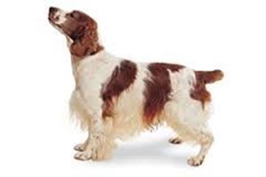 Picture of Russian Spaniel