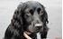 Picture of Russian Spaniel